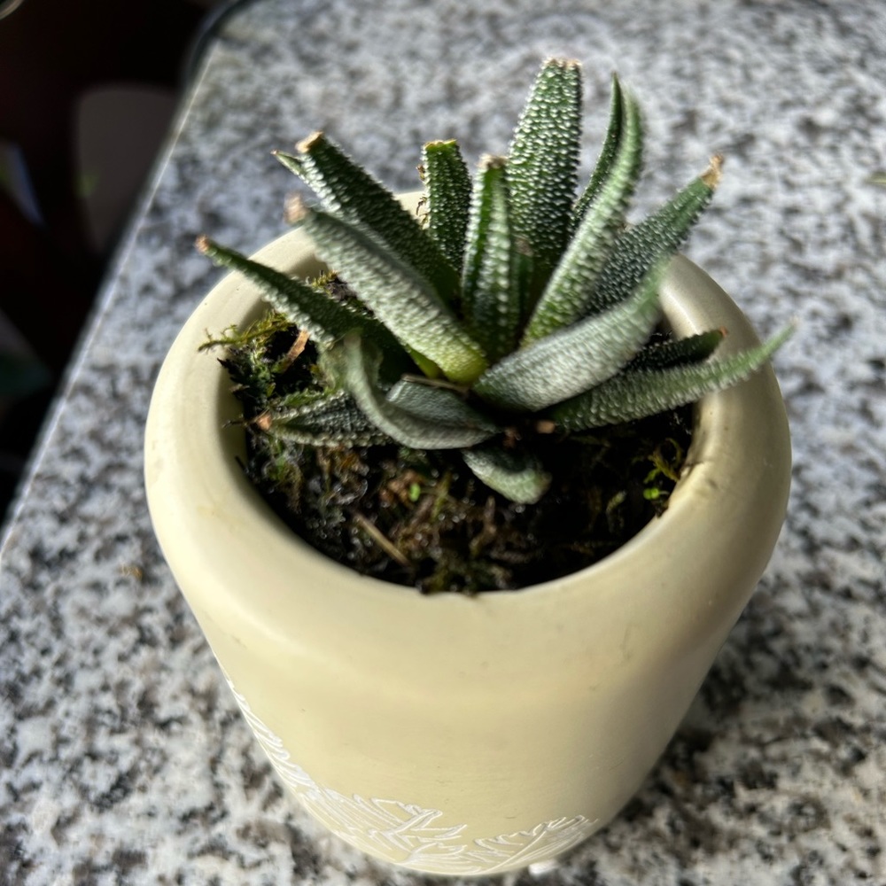 Zebra haworthia succulent live in a ceramic pot